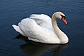 Mute swan Vrhnika