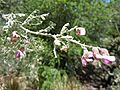 Olneya tesota (4821007405)