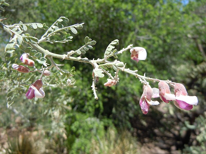 Olneya tesota (4821007405)