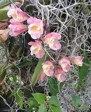 Archivo:Orquídeas Soatenses