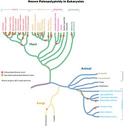 Archivo:PaleopolyploidyTree