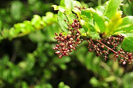 Parque Nacional Fray Jorge, Flora