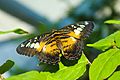 ParthenosSylviaButterfly