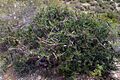 Periploca angustifolia2