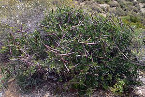 Archivo:Periploca angustifolia2