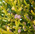 Phoradendron juniperinum 4