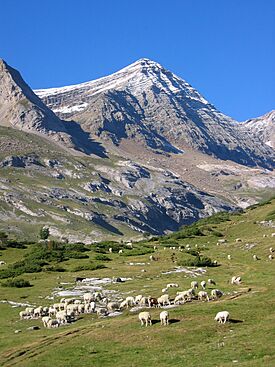 Pic du Taillon Sheep Pyrenees France 20060820a.jpg
