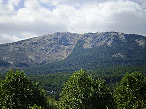 Archivo:Pinar de Abantos