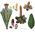 Pinus pinaster3