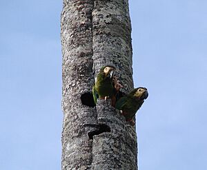 Archivo:Primolius maracana -tree hole -Brazil-6