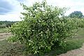 Prunus serotina kz16