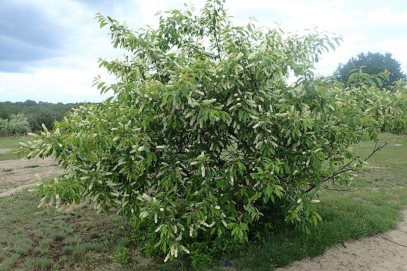 Prunus serotina kz16