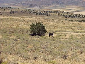 Archivo:Range cattle NV 1