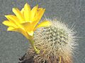 Rebutia chrysacantha kesselringiana 1
