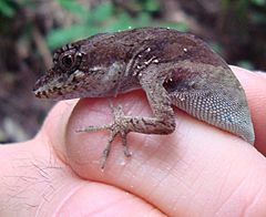 Roatán Anole imported from iNaturalist photo 41989456 on 20 April 2022.jpg
