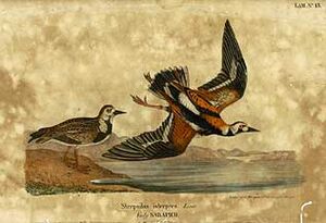 Archivo:Ruddy-turnstone