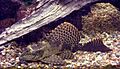 Sailfin-pleco