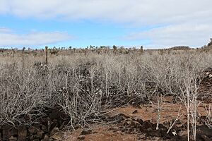 Archivo:Santa Fe Island 02