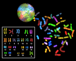 Archivo:Sky spectral karyotype