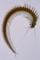 Speleonectes tulumensis (10.7717-peerj.2305) Figure 1 (cropped)