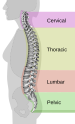 Spinal column curvature-en.svg