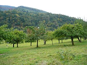 Archivo:Stift Neuburg Streuobstwiese