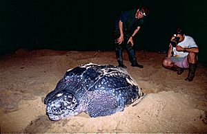Archivo:Sylvain and Jean watching the egg laying of a Leatherback Sea Turtle (Dermochelys coriacea) (10629903575)