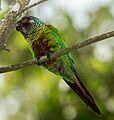 Venezuelan Parakeet - Perico Pintado (Pyrrhura emma)