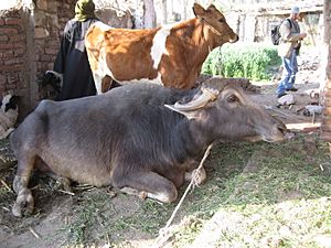 Archivo:Water buffalo and cow in Egypt