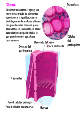 Archivo:Xylem cells-es