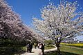 Yoshino cherry and Oshima cherry ソメイヨシノとオオシマザクラ