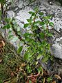 4988 Parietaria judaica 20110829