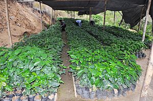 Archivo:50 vivero plantas de café (12522980593)