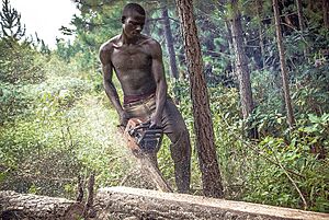 Archivo:A lumberjack cutting a tree log