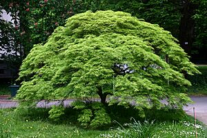 Archivo:Acer palmatum BotGartenMuenster Faecherahorn 6691