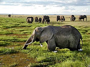 Archivo:African Elephants in Kenya