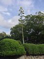 Agave americana Jp01