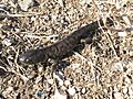 Ambystoma mavortium 64453985