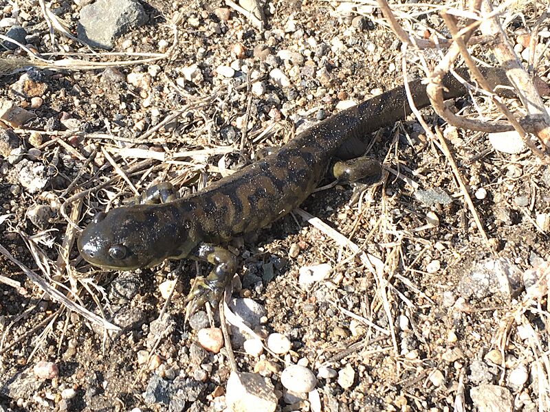 Ambystoma mavortium 64453985