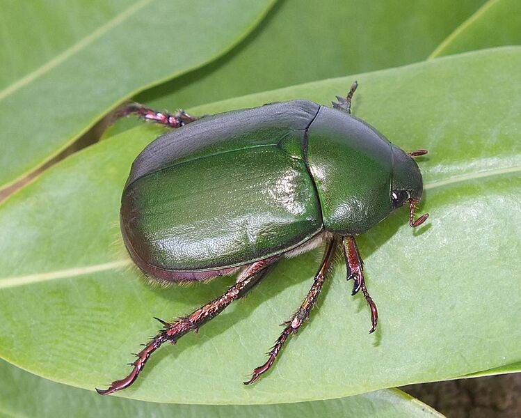 Anomala dimidiata (7451932284)