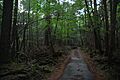 Aokigahara 05