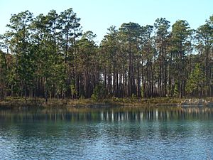 Archivo:Apalachicola pond