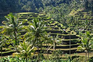 Archivo:Bali panorama