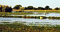 Bangweulu Swamps