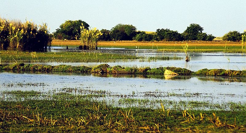 Bangweulu Swamps