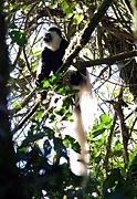 Black-and-white colobus Kilimanjaro