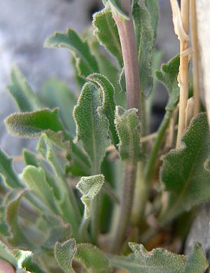 Archivo:Boechera perennans 3