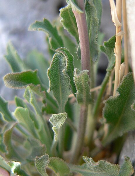 Boechera perennans 3