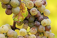 Botrytis riesling.jpg