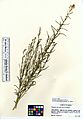 Brickellia eupatorioides var. chlorolepis (6193721070)